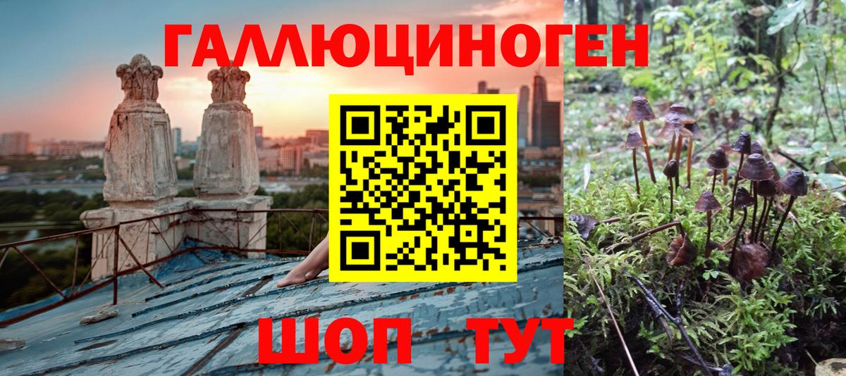Галлюциногенные грибы Psilocybine cubensis Сегежа